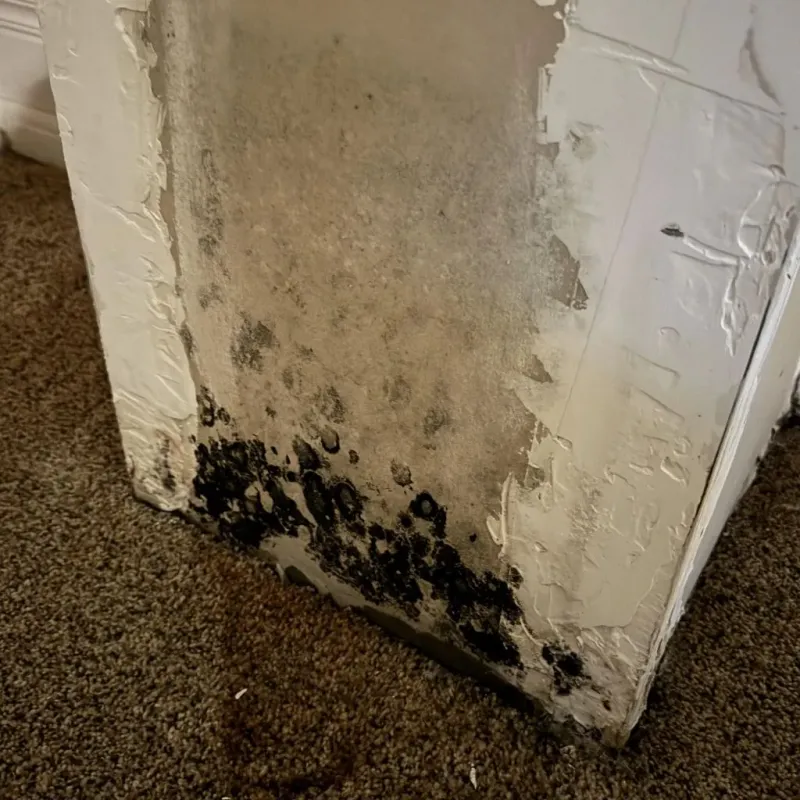 Professional Mold Removal in Newington, VA